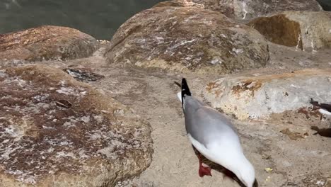 urban common silver gulls, chroicocephalus novaehollandiae one by one flying up to the rocky shore, foraging on bread crumbs at night in downtown brisbane