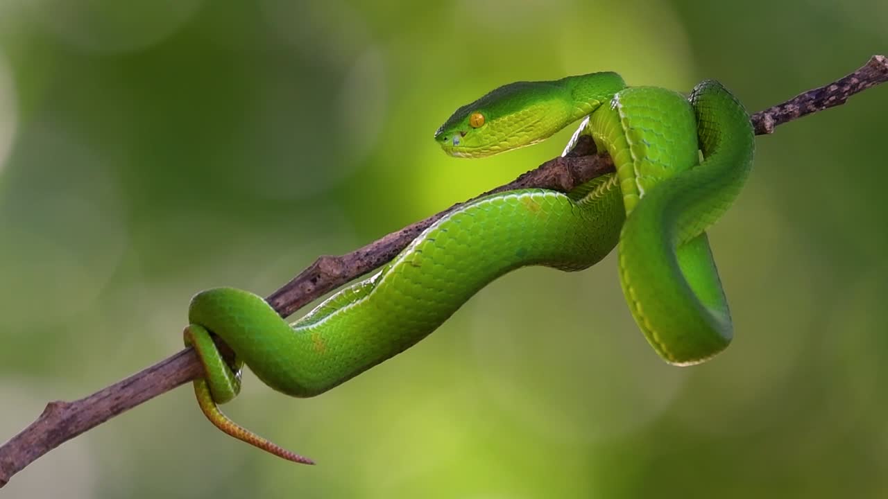 la víbora de labios blancos es una víbora venenosa endémica del sudeste asiático y a menudo se encuentra durante la noche esperando en una rama o rama de un árbol cerca de un cuerpo de agua con muchos alimentos