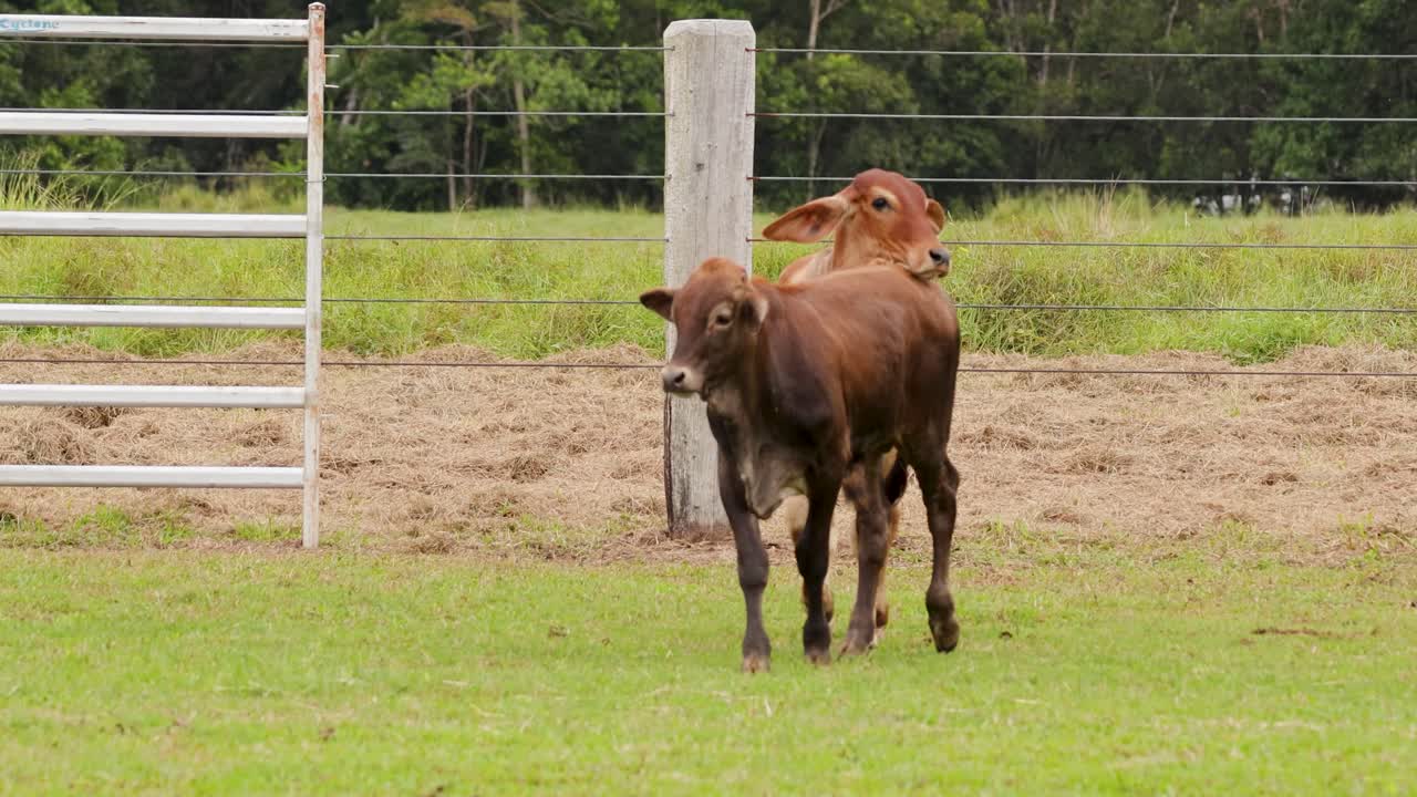 Bovini e cani da pastore interagiscono in un ambiente rurale. L'illuminazione naturale evidenzia il movimento dinamico e il lavoro di squadra in un contesto agricolo.