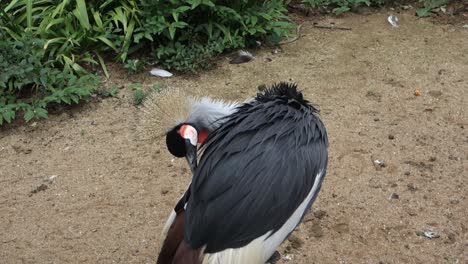 grey crowned crane african bird cleaning itself with its beak