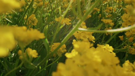 Hermosas-Flores-Amarillas-Que-Florecen-En-El-Campo-Durante-El-Día.-Escena-Floral-Meditativa.