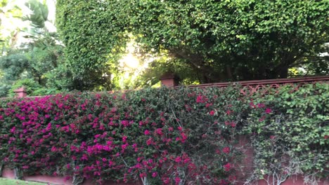 beautiful flower wall and purple flower bush with trees in a street and sun