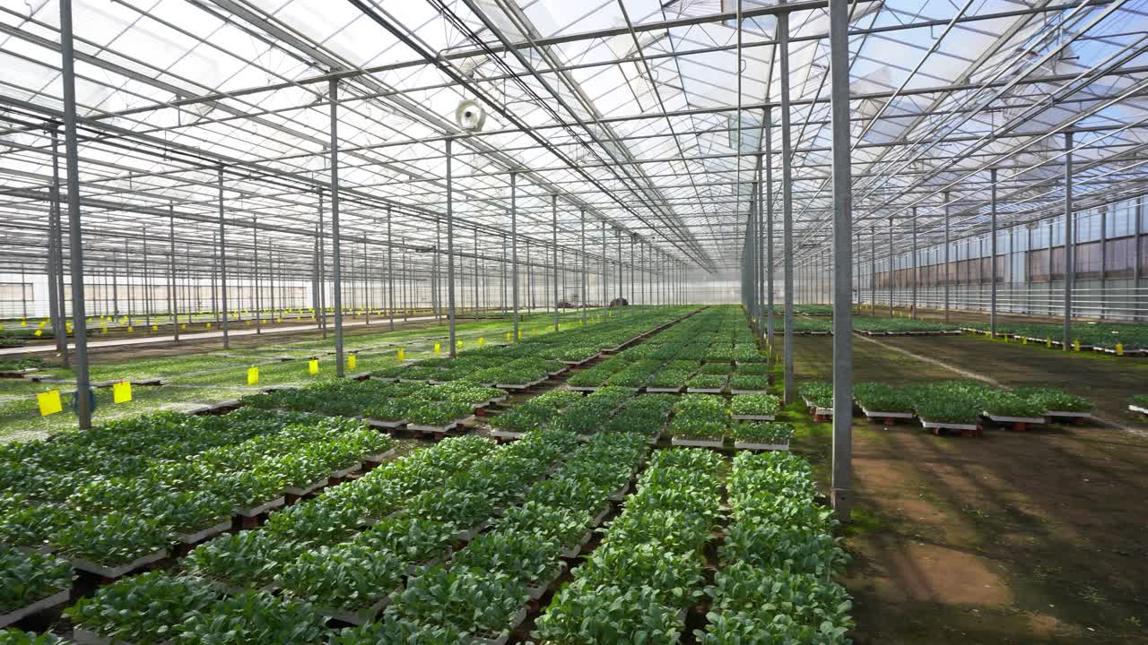 cultivos que prosperan en la tecnología holandesa de invernadero: nutrición con hierro, vidrio y una perspectiva sobre la planificación de áreas en entornos cálidos