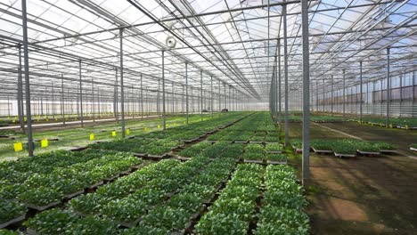 Crops-Thriving-in-Dutch-Greenhouse-Technology:-Nurturing-with-Iron,-Glass,-and-a-Perspective-on-Area-Planning-in-Warm-Environments