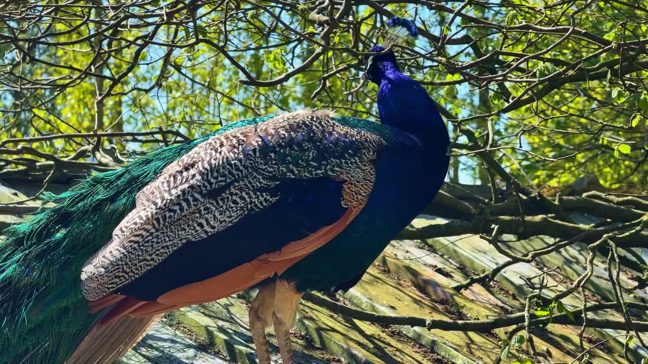 Pavão majestoso empoleirado entre galhos de árvores exibindo penas iridescentes em ambiente natural.