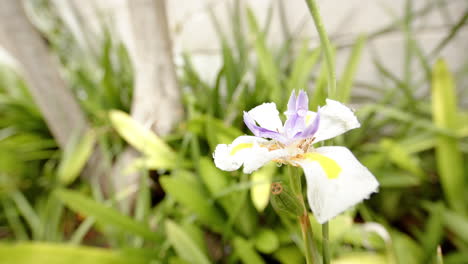 Schöne-Weiße-Und-Violette-Blume-Mit-Tautropfen-Auf-Den-Blütenblättern-Zwischen-Grünen-Blättern-Im-Sonnigen-Garten