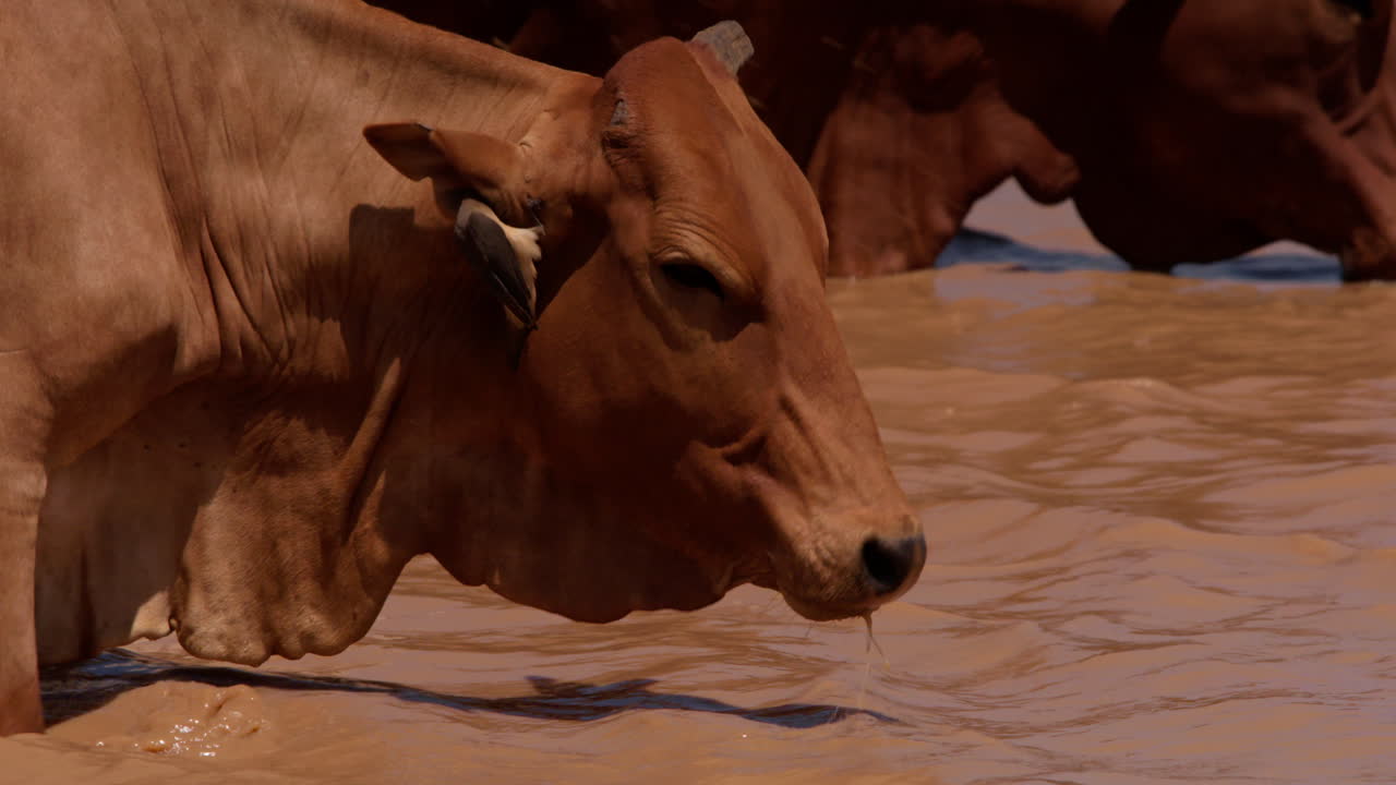 Primer plano de una vaca Boran bebiendo agua.