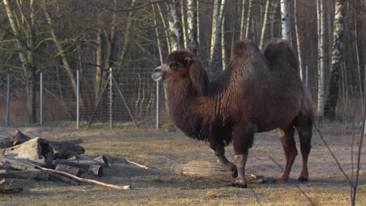 Slow motion footage of a Bactrian camel with two humps at a autumn or spring zoo during a sunny day. The hairy and soft animal is walking around some logs and twigs on brown grass. bokeh background