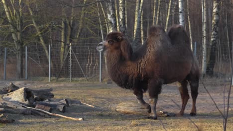 slow motion footage of a bactrian camel with two humps at a autumn or spring zoo during a sunny day. the hairy and soft animal is walking around some logs and twigs on brown grass. bokeh background