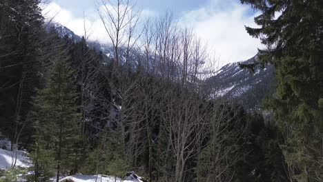 snow-capped mountains and pine forest in winter