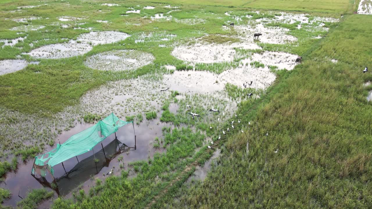 아시아 개방형 청구 줄기 무리가 날아와 논과 버팔로 방목장에 착륙합니다.