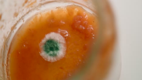 close-up view of the growth of molds and pathogens in food container