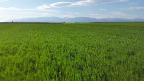 Toma-Aérea-De-Vibrantes-Campos-Verdes-Agrícolas-De-Cerca,-En-El-Campo-En-Un-Día-Soleado-De-Primavera