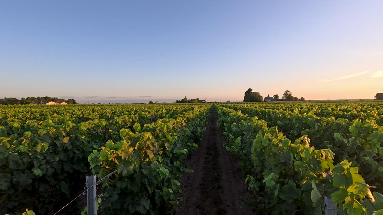 Vigneto al tramonto a Saint-Émilion, Francia
