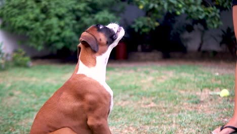 slowmotion shot of a young boxer being teased with a stick by its owner