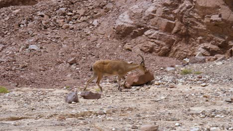 Der-Nubische-Steinbock-Ist-Eine-In-Der-Wüste-Lebende-Ziegenart,-Die-In-Den-Berggebieten-Des-Nahen-Ostens-Vorkommt