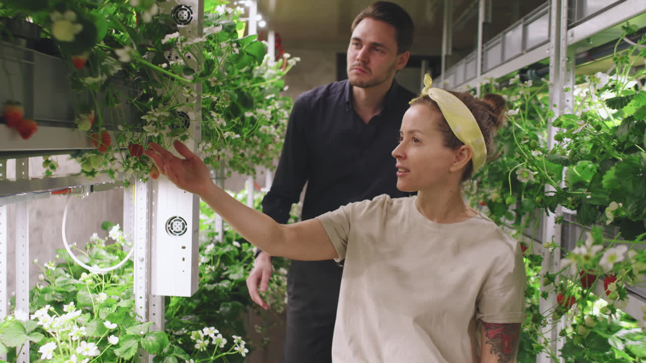 Indoor Strawberry Farm with People