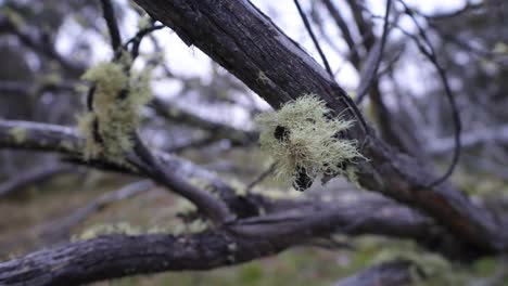 a slow motion close up shot of moss on the branch of a dead snow gum up in the high country