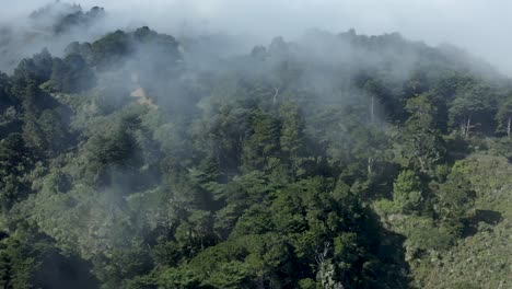 Eine-Luftaufnahme,-Die-Sich-über-Einen-Dichten-Wald-Vorwärts-Bewegt,-Während-Autos-Auf-Einer-Kurvigen-Straße-Vorbeifahren-Und-Der-Nebel-Durch-Die-Bäume-Dringt