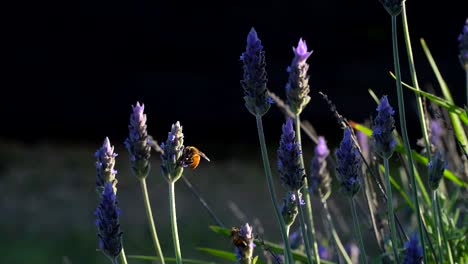 Toma-En-Cámara-Lenta-De-Abejas-En-Una-Planta-De-Lavanda