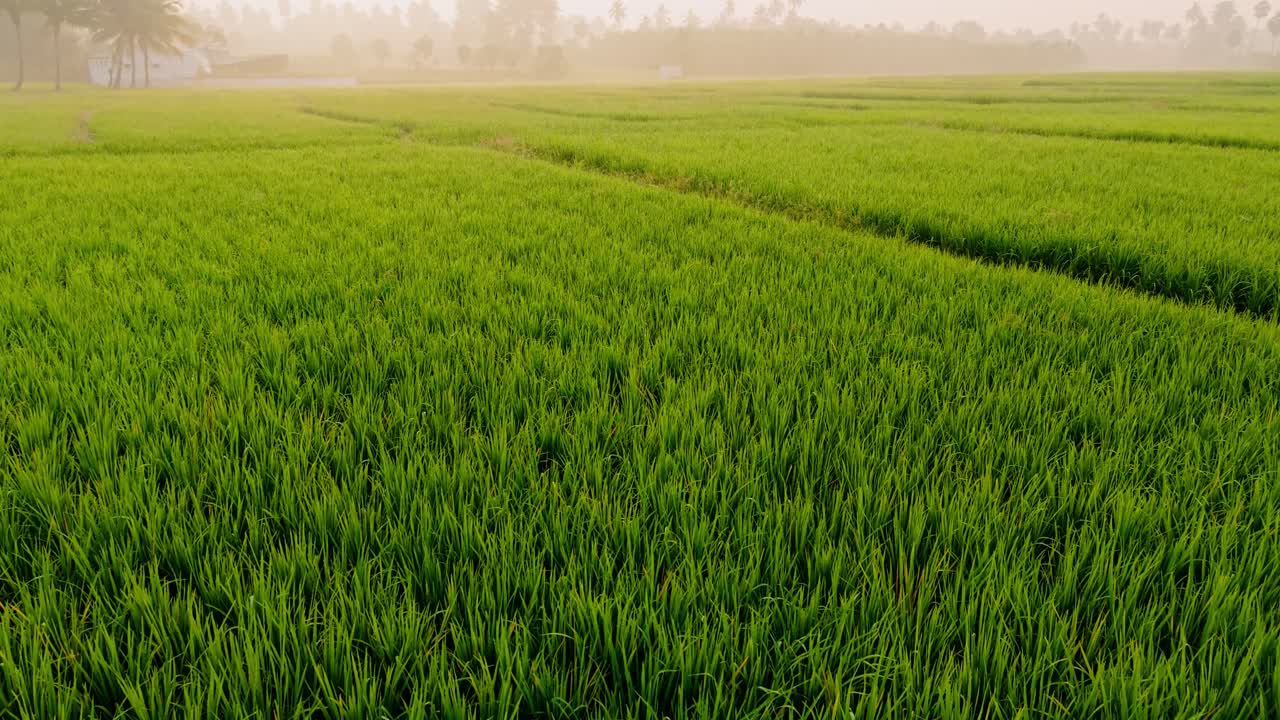 Ampia visuale di rigogliose risaie che si estendono attraverso terreni agricoli rurali sotto una leggera foschia mattutina, catturando la crescita agricola fresca, la pacifica atmosfera di campagna e il vivace paesaggio tropicale