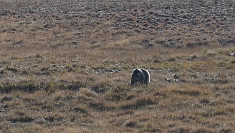 Himalayan-brown-bear-grazing-in-Deosai-national-park