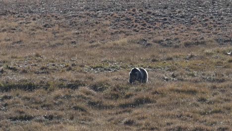 el oso pardo del himalaya pastando en el parque nacional de deosai