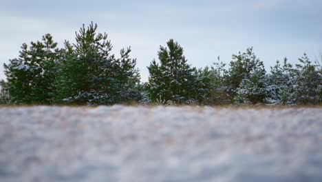 Coniferous-forest-winter-day.-Frozen-green-spruces-standing-covered-white-snow.