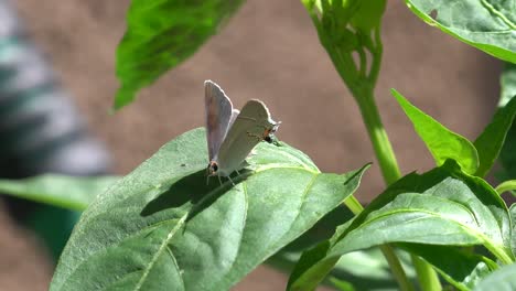 Hairstreak-butterfly-close-up-in-4K