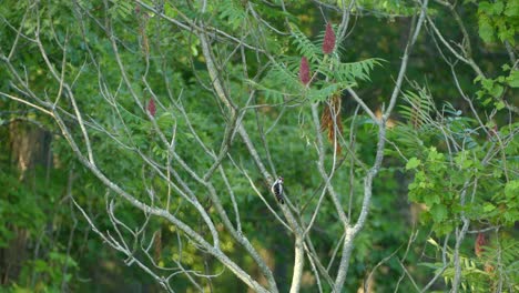 Downy-Woodpecker-bird-pecking-on-a-wooden-branch-with-a-green-blurred-background,-conservation-concept