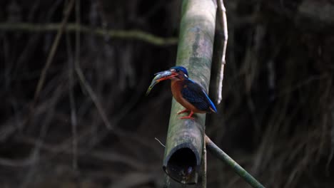 The-male-flies-away,-the-female-looks-towards-the-camera-and-then-swallows-the-fish