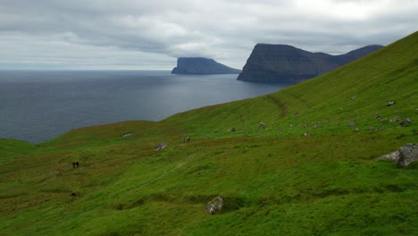 Mujer-Caminando-Junto-A-Ovejas-En-Las-Praderas-De-Kalsoy,-Islas-Feroe.