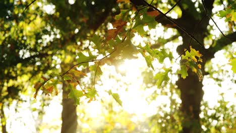 Hoja-De-Arce-Cayendo-Del-árbol