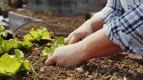 planting lettuce in raised garden beds