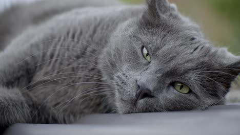 a decent, beautiful cat is enjoying the fresh wind blowing against its fur