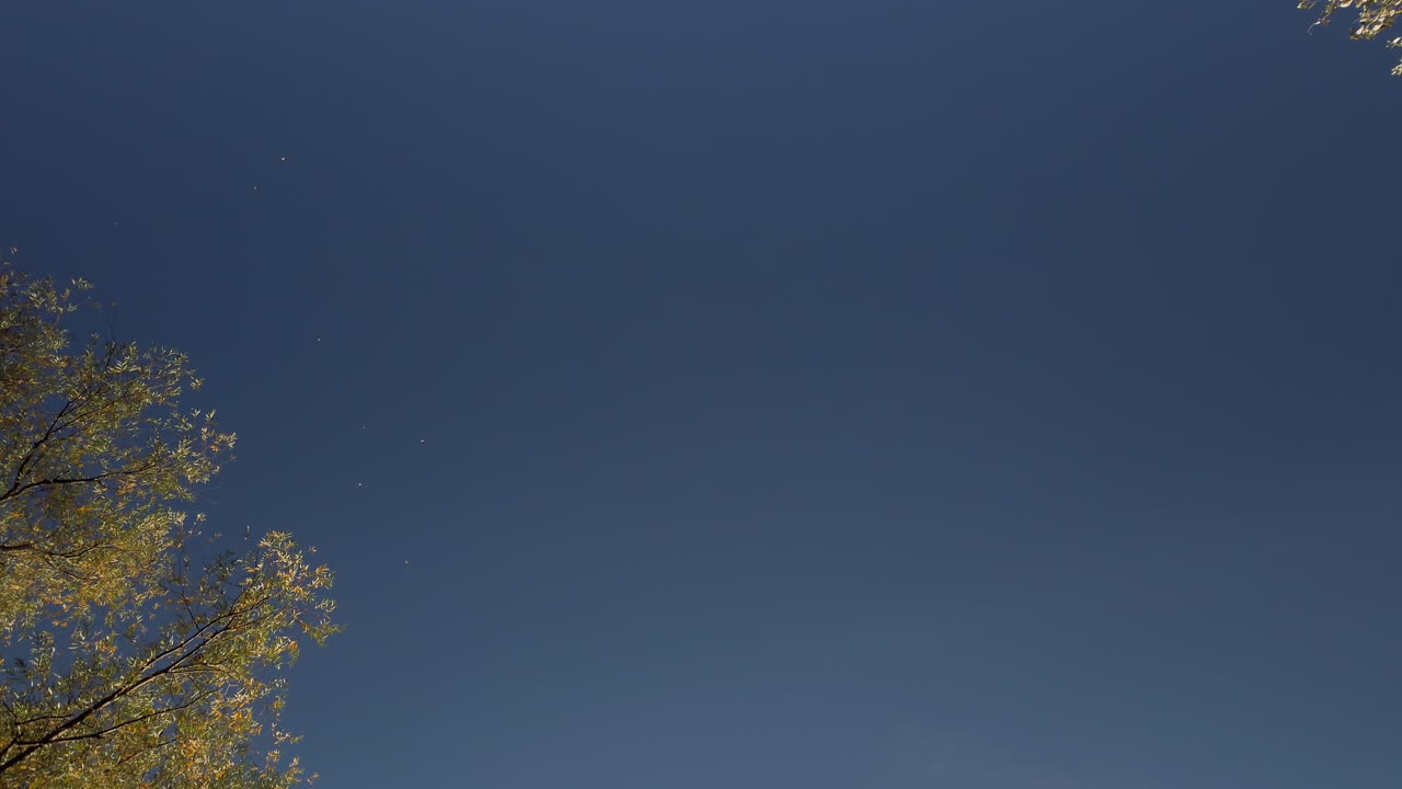 일몰에 나뭇잎을 부는 바람