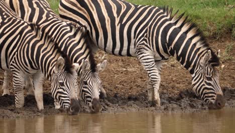 heat shimmer as three zebra drink muddy water from african water hole