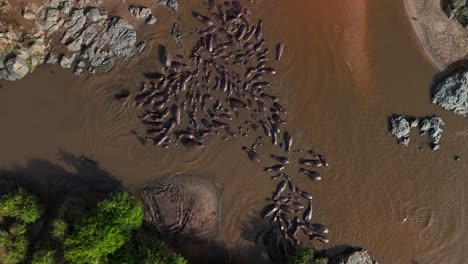 aerial view of a river in the serengeti national park in tanzania during daytime with a lot of hippos swimming