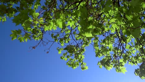 Looking-up-to-many-green-leaves-on-tree-softly-waving-against-blue-sky