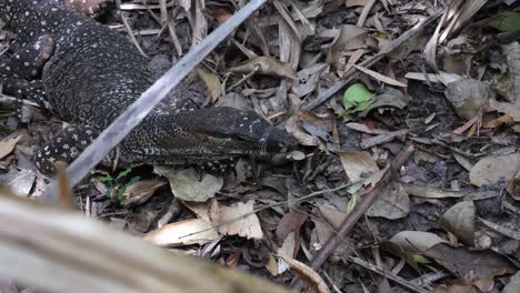 native goanna resting on leaf litter in the australian outback