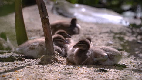 Young-maned-ducklings-basking-in-sun,-pooping