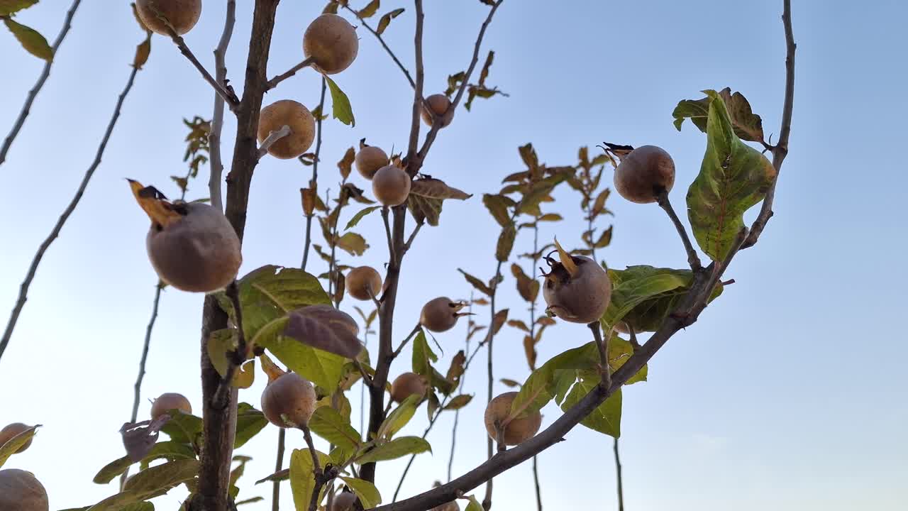 Mespilus germanica, common medlar, large shrub tree in the rose family Rosaceae. Low angle against blue sky