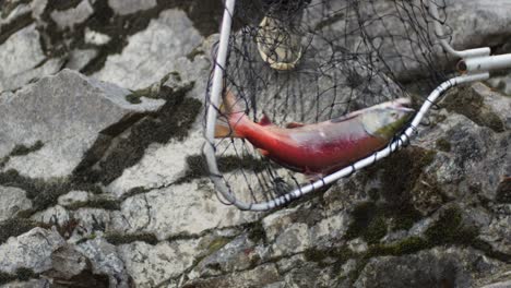 Pesca-Tradicional-De-Salmón-De-Las-Primeras-Naciones-Indígenas-A-Lo-Largo-De-Un-Río-En-Bc