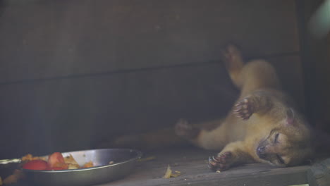 kinkajou on his back sleeping after eating in french guiana (potos flavus)