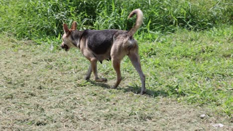 el perro se pasea casualmente por un entorno natural.