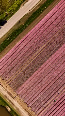 aerial view of pink tulip fields