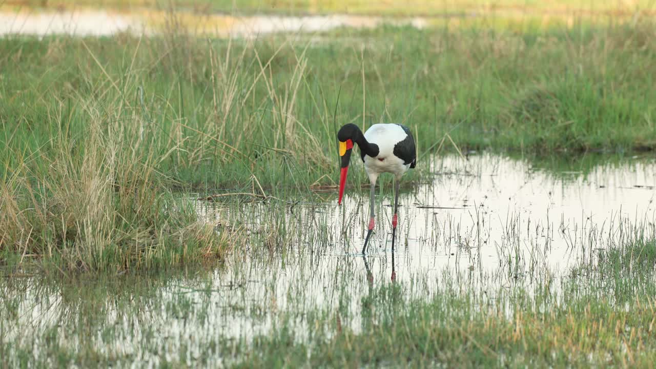 A saddle-billed stork wading patiently in the shallows, searching for fish