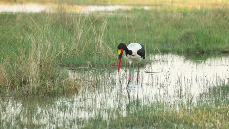 Ein-Storch-Mit-Sattelschnabel,-Der-Geduldig-Durch-Die-Seichten-Stellen-Watet-Und-Nach-Fischen-Sucht