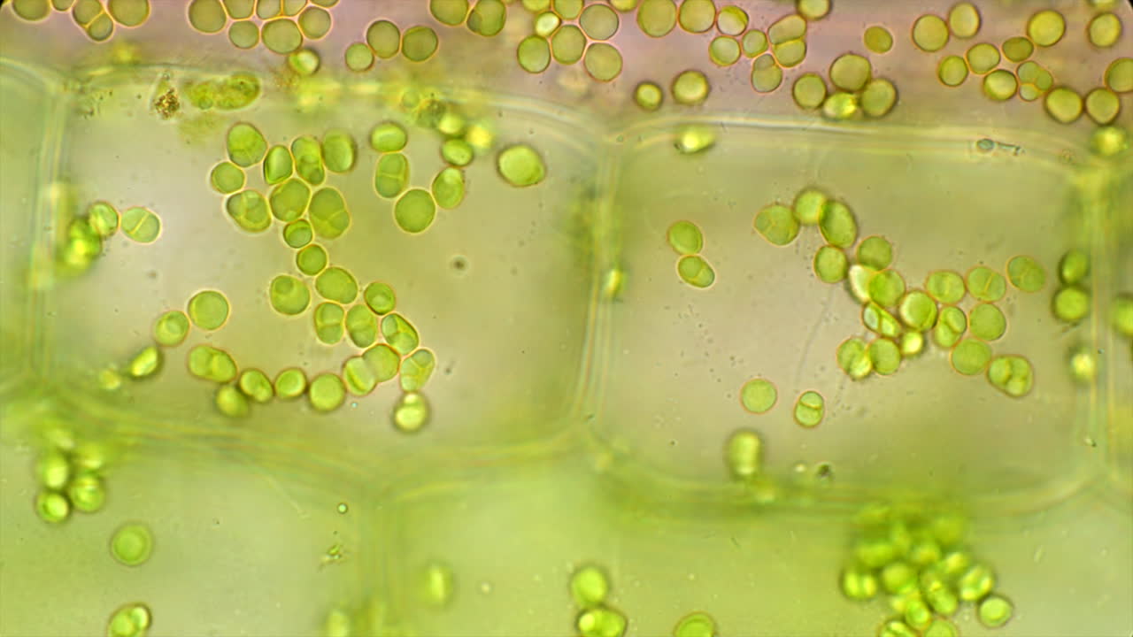Microscopic view of plant cells with chloroplasts
