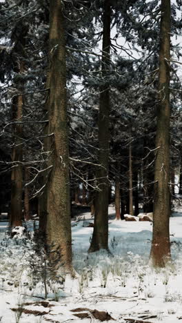 snowy winter forest